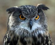 Eagle Owl