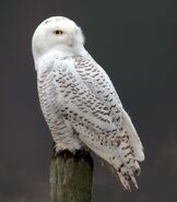 Snowy Owl 97765