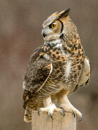 Great Horned Owl