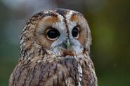 Tawny Owl