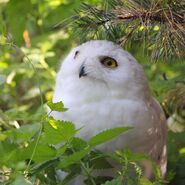 Snowy-owl-3616805