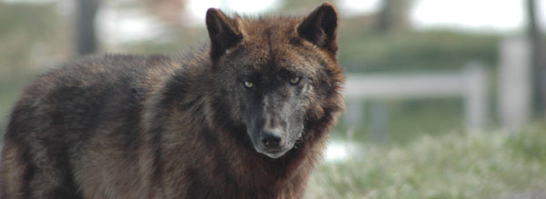 black timber wolf face
