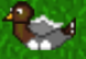72 Male duck lvl 3.png