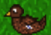73 Female duck lvl 3.png