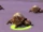 Jeune tortue