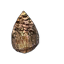Scorched Seed.png