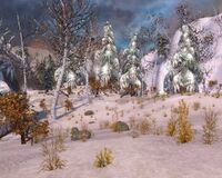 Frozen Forest.jpg