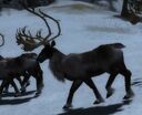 ReindeerA