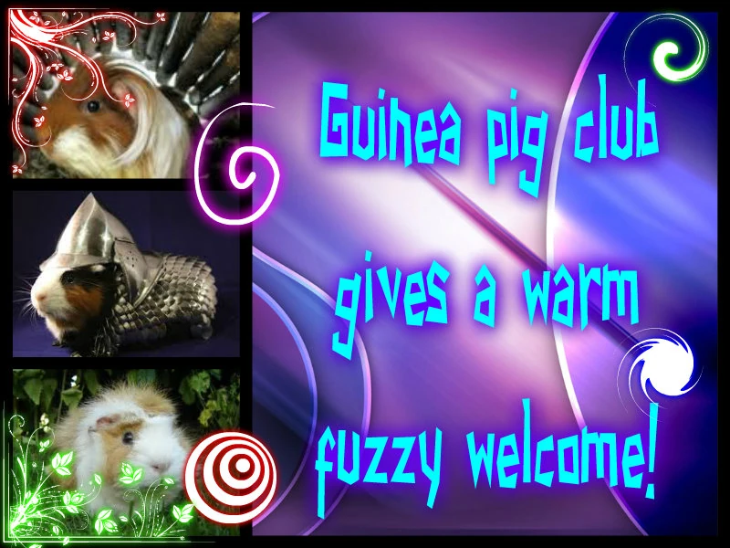 Wiki Content Guinea pig Club Wiki Fandom