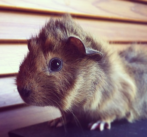 Guinea pig ridgeback sale