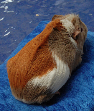 Guinea pig ridgeback sale