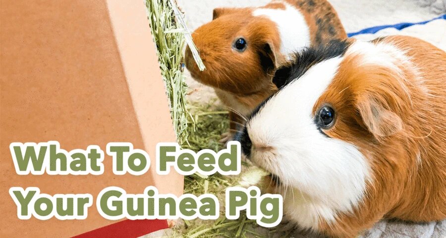 What Vegetables can Guinea Pigs Eat Veggies Good for Guinea Pig s Diet Guinea Pig Wikia Fandom
