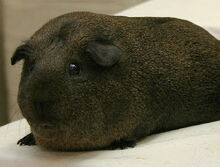 Lemon Agouti