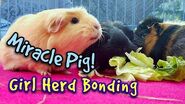 Foster Guinea Pig Girl Meets a New Herd and a MIRACLE PIG Bonding @ LA Guinea Pig Rescue