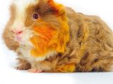 Merino Guinea Pig