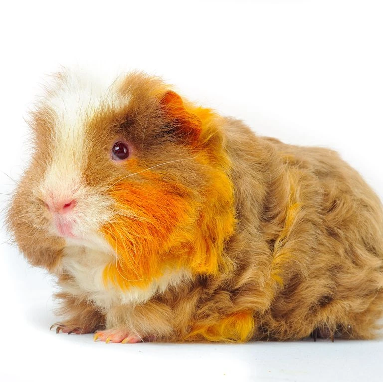 Merino Guinea Pig Guinea Pig Wikia Fandom