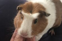 English crested.jpeg