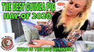 What is the Best Guinea Pig Hay to Buy in 2020? Review of Most of All the Hay on the Market