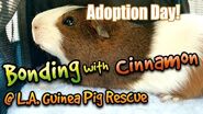 Bonding Male Guinea Pigs - UnEdited Cinnamon Part 1