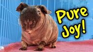 The Joy of Guinea Pig Bonding Skinny Pig Monty at The Los Angeles Guinea Pig Rescue