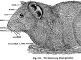 Guinea-Pig: External Features, Nervous System and Life History