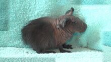 Guinea pig - Wikipedia