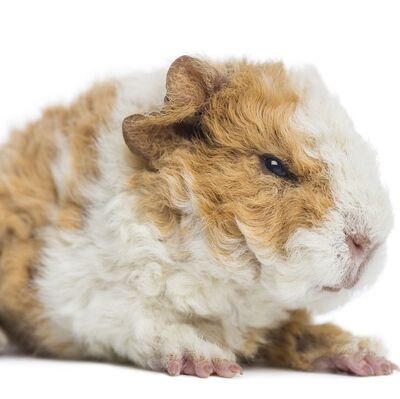 Guinea-pig-breeds-alpaca-1549298667.jpg