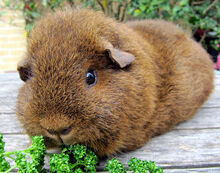 Cinnamon agouti online guinea pig