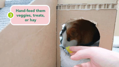 4 large.gif