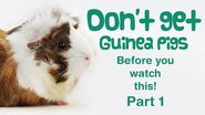 10 Things You Need to Know BEFORE GETTING GUINEA PIGS - Part 1 BEGINNERS GUIDE Guinea Pig Care