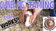 Guinea Pig Taming Instruction that actually works!! 5 Day Challenge!