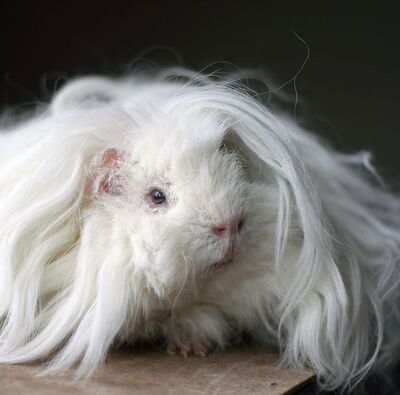 Guinea-pig-breeds-lunkarya-1549313622.jpg