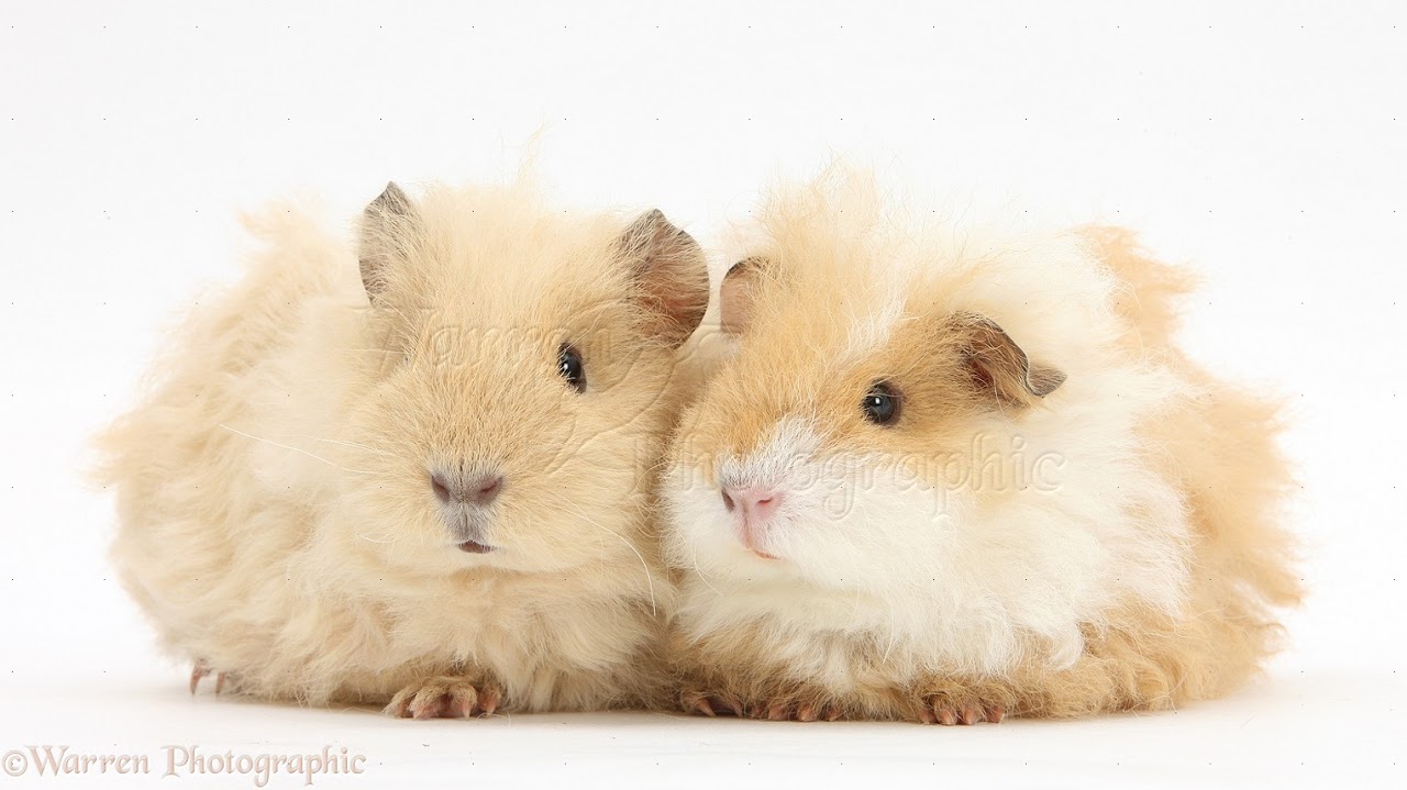Alpaca guinea store pig