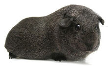 Silver Agouti