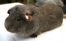 Cinnamon Agouti