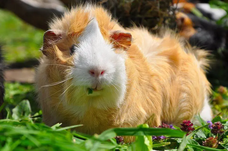 Abyssinian guinea hot sale pig personality