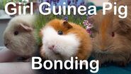 Girl Guinea Pig Bonding Kats Guineapigs