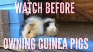 A BEGINNERS GUIDE TO GUINEA PIG CARE Furry Friends