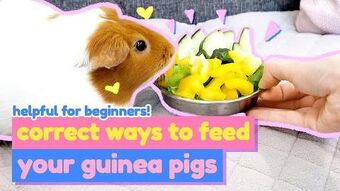 What vegetables should i feed my guinea pig deals