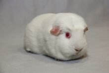 Pink eyed online white guinea pig