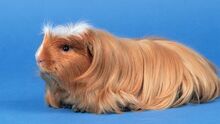 Coronet shop guinea pig