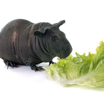 Guinea-pig-breeds-hairless-baldwin-1549384860.jpg