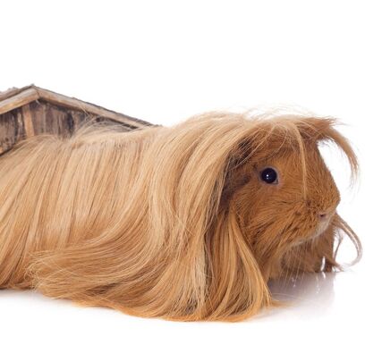 Guinea-pig-breeds-peruvian-1549311589.jpg