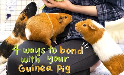 Bond Cover a1bfb344-6164-425d-9806-63047217d1d8-285350 900x.jpg
