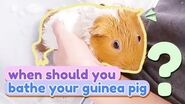 Giving My Guinea Pigs A Bath Another Struggle GuineaDad