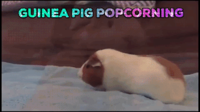 Giphy (77).gif