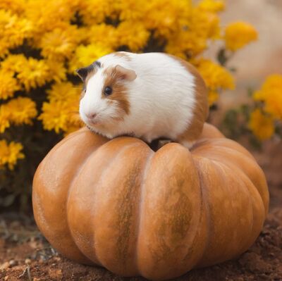 Guinea-pig-breeds-american-flowers-1549390080.jpg