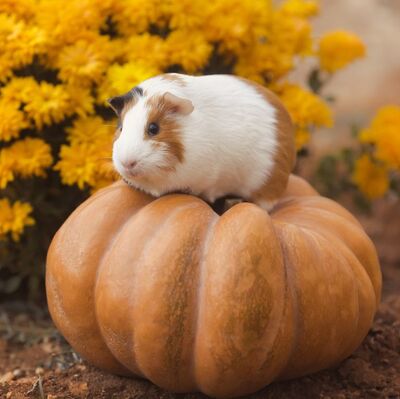 Guinea-pig-breeds-american-flowers-1549390080