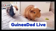 GuineaDad Live - Just Chilling at Home