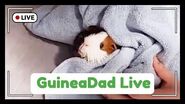 GuineaDad Live - Guinea Pig Bath